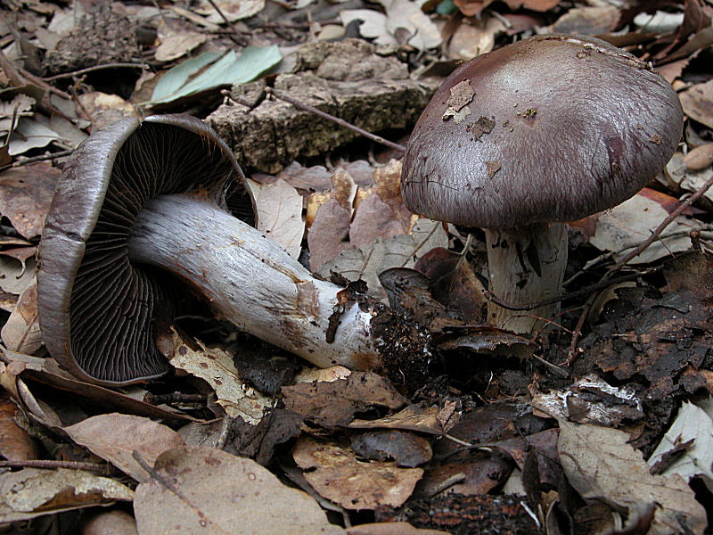 Cortinarius infractus var. obscurocyaneus (Phlegmacium)